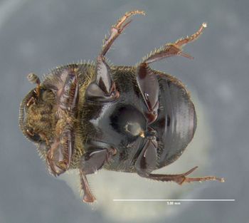 Media type: image;   Entomology 611419 Aspect: habitus ventral view